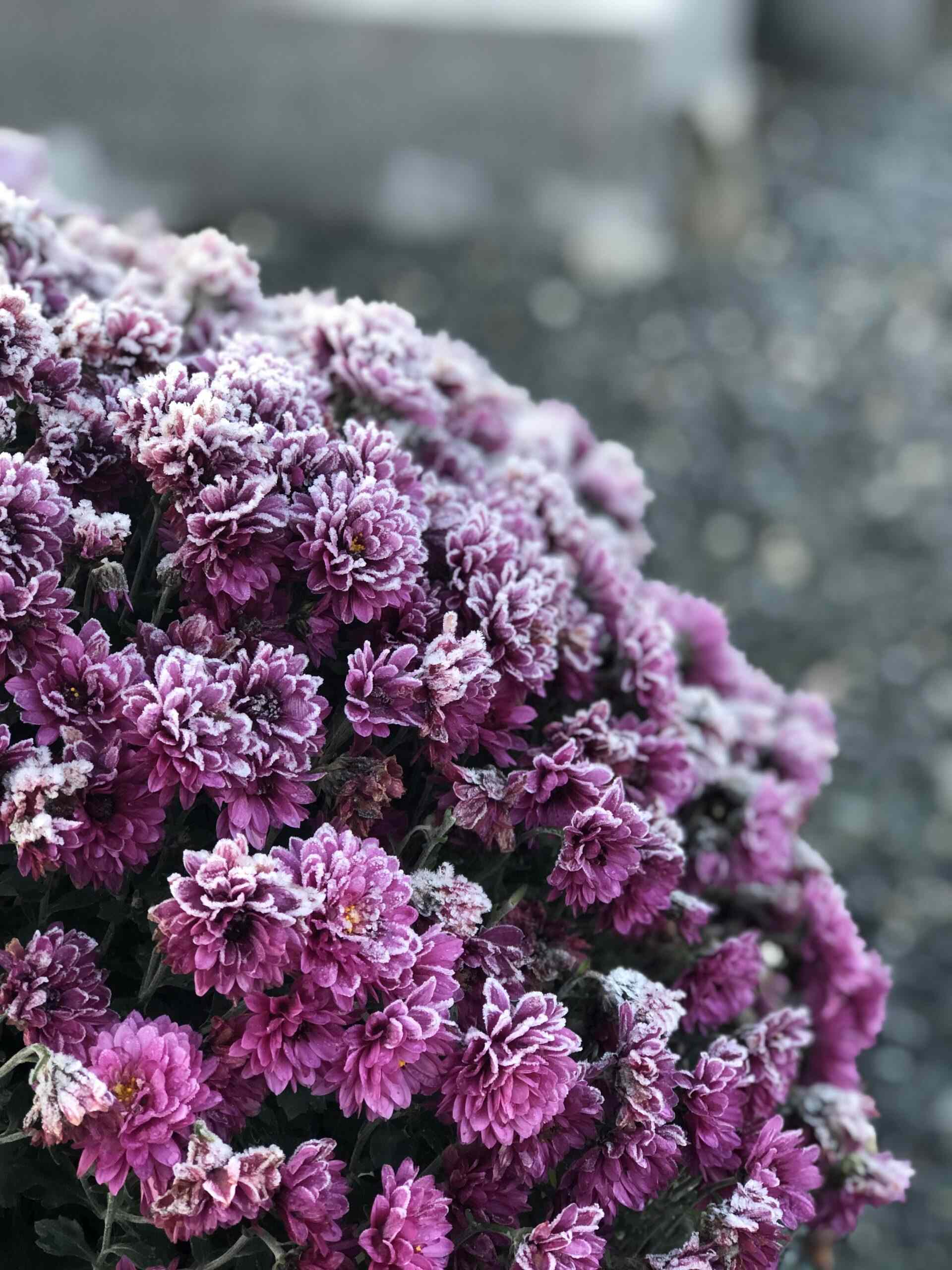 bouquet de fleurs